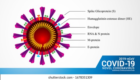 Coronavirus (Covid-19) Structure, Vector Illustration