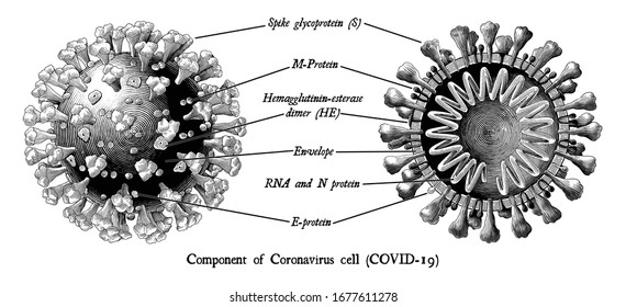 Coronavirus disease 2019 (COVID-19). Component of Coronavirus cells engraving illustration vintage style black and white clipart isolated on white background