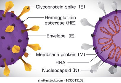 Coronavirus Model Sliced, One With External Part And The Other With Internal View To Show Its Parts: Glycoprotein Spike, Hemagglutinin Esterase, Membrane Protein, Enveloped, Nucleocapsid And RNA.