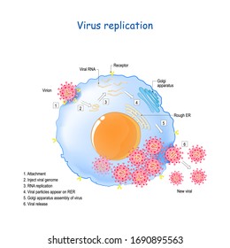 Coronavirus replication. life cycle of RNA viruses. SARS, COVID-19 or MER-CoV