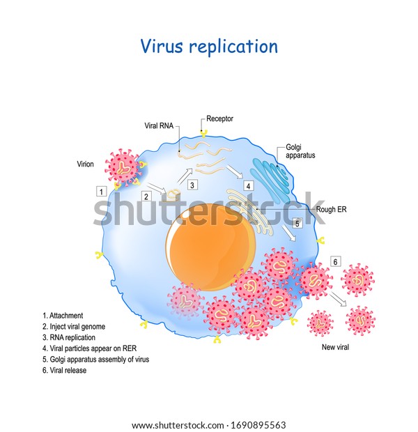 834 Viral Replication Images, Stock Photos & Vectors | Shutterstock