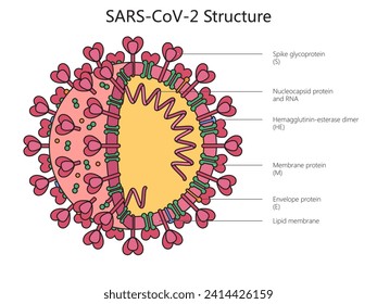 Coronavirus SARS Cov-2 structure diagram hand drawn schematic vector illustration. Medical science educational illustration