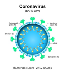 Coronavirus structure. Close-up of a virion. Magnified of virus particle that caused pandemic lethal disease like SARS, MERS, COVID-19. Vector diagram