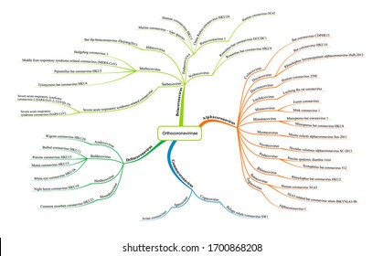 Coronavirus taxonomy diagram with  2019-ncov virus classification - vector design with Subfamily Orthocoronavirinae and Alphacoronavirus, 
Betacoronavirus, Gammacoronavirus and Deltacoronavirus Genera