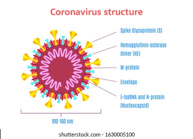 Coronavirus virion structure diagram isolated on white background. Infographic template. Stock vector illustration in flat style