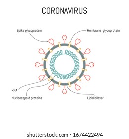 Coronavirus virus structure with proteins, membrane and RNA. COVID-19 influenza flu stain pandemic medical infographic with disease cell as line art illustration.2019-nCoV Wuhan respiratory syndrome