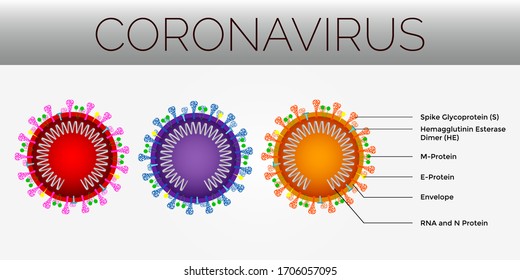 Coronavirus's are large pleomorphic spherical particles with bulbous surface projections. Concept 3 different color cross sectional model of a coronavirus