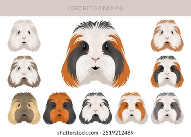 Coronet Guinea pig clipart. All coat colors cavies set. Small Pet Rodents. Vector illustration