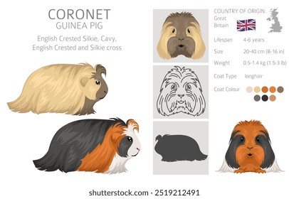 Coronet Clipart de conejillo de indias. Conjunto de cuevas de todos los colores de pelaje. Pequeños roedores mascota. Ilustración vectorial