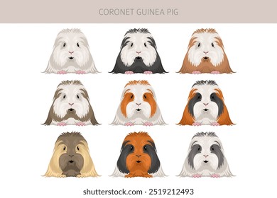 Coronet Guiné Suína Clipart. Todas as cores do casaco cavies conjunto. Pequenos roedores de estimação. Ilustração vetorial