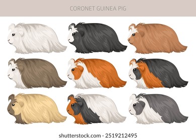 Coronet Clipart de conejillo de indias. Conjunto de cuevas de todos los colores de pelaje. Pequeños roedores mascota. Ilustración vectorial