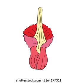 corpse flower and rafflesia flower isolated on white background. popular indonesian doodles