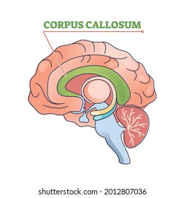 Corpus callosum educational brain part location in brain outline diagram. Human body physiology learning with c-shaped nerve fiber bundle found beneath the cerebral cortex vector illustration.