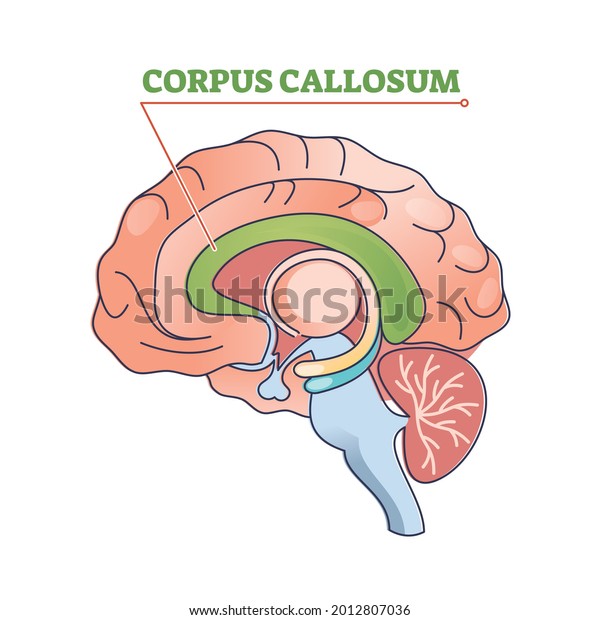 Corpus callosum educational brain part\
location in brain outline diagram. Human body physiology learning\
with c-shaped nerve fiber bundle found beneath the cerebral cortex\
vector illustration.