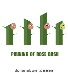 Correct And Wrong Ways To Prune Rose Bushes