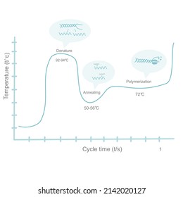 Die Korrelationskurve der Temperatur und Zykluszeit der PCR-Schritte (Denaturierung, Glühen und Polymerisation).Dieses Diagramm stellt die wichtige Reaktion dar, die bei der Verstärkung der DNA-Vorlage auftritt.