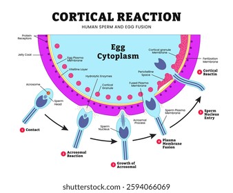 Cortical reaction steps, Human Sperm and Egg Fusion Diagram with all fertilization process, labeled acrosomal reaction, acrosomal growth, plasma membrane fusion, entry sperm nucleus, egg cytoplasm.