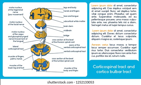 Corticospinal tract and cortico bulbar tract. Vector diagram.