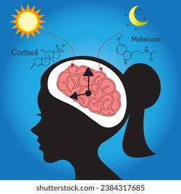 Cortisol and melatonin hormones are synthesized from  brain to body that related with the biological clock and circadian rhythm.