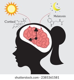 Cortisol and melatonin hormones are synthesized from  brain to body that related with the biological clock and circadian rhythm.