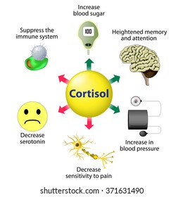 Cortisol Is Released In Response To Stress And Low Blood-glucose Concentration.