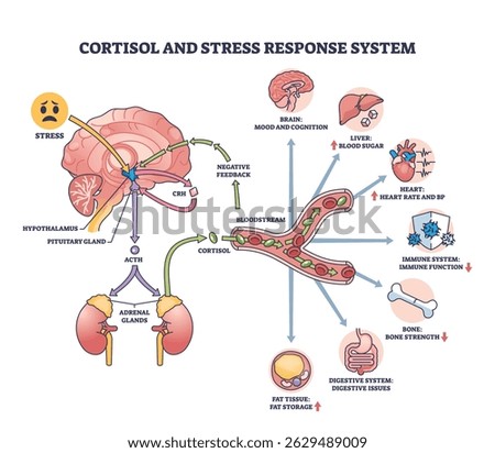 Cortisol and stress response system shows brain, adrenal glands, and bloodstream pathways with hormone flow and effects. Outline diagram