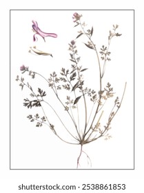 Corydalis bungeana, hand-painted floral and botanical painting, hand-painted herbal painting, natural herbs.