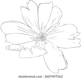 Cosmea flower outline vector illustration. Hand drawn sketch of blooming floral plant. Botanical line art. Great for wedding decor, cards and invitations