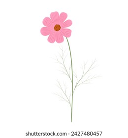 Cosmea flower. Vector stock illustration. Isolated on a white background. Field botany.