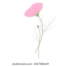 Cosmea flower. Vector stock illustration. Isolated on a white background. Field botany.