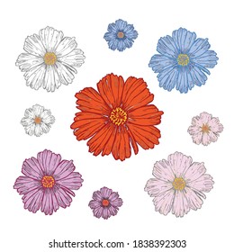 cosmea flowers by drawing vector illustration and clipart.
