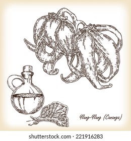 Cosmetic herbs. Plant Ylang-Ylang (Cananga). Hand drawn vector illustration in sketch style