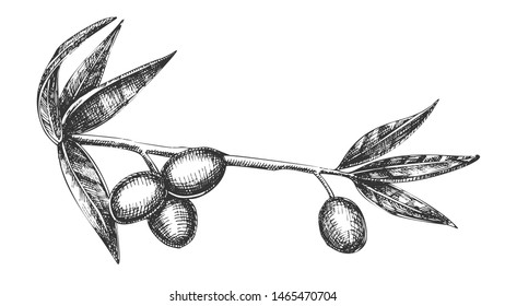 Cosmetic Ingredient Olive Branch Vintage Vector. Natural Olive Branch With Leaves And Berries Healthy Cream Element Concept. Designed Farming Agricultural Tree Template Black And White Illustration