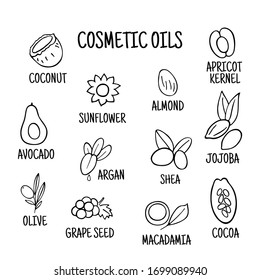 Cosmetic oils. Nuts from which squeeze oils. Nourishing oils for skin beauty. Vector icons