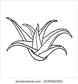 Cosmetic scarlet oil, massage oil, serum drops. Scarlet plant. Aloe slices. Cactus succulent. Vector graphics. Natural cosmetics, plant extracts, gua sha massage.
