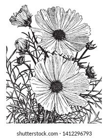 Cosmos Bipinnatus is an annual flower, the height of the plant is 2-4 feet; the flowers are white, pink and purple; its leaves are subtly cut into segments closely, vintage line drawing or engraving