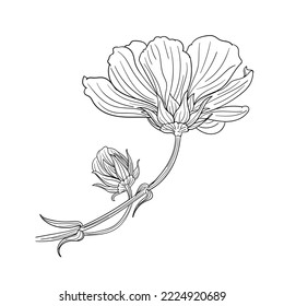 Cosmos bipinnatus flower contour isolated vector, stock image, for design and decor, sticker, print, laser cut