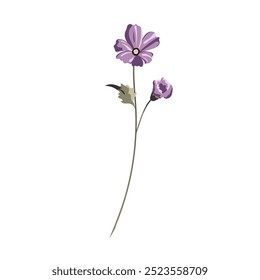Cosmos is a delicate, airy creation with thin, elegant petals, a creamy hue, and a lace-like pattern. The stem is thin, flexible, like a lyre string, creating the effect of a dancing ballerina.