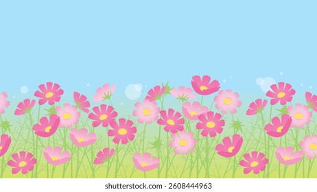 Cosmos field in full bloom (16:9)