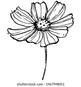 Cosmos floral logo or tattoo highly detailed in line art style. Cosmos flower by hand drawing. Black and white clip art isolated. Antique vintage engraving illustration for emblem. Herbal medicine.