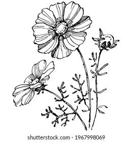 Cosmos floral logo or tattoo highly detailed in line art style. Cosmos flower by hand drawing. Black and white clip art isolated. Antique vintage engraving illustration for emblem. Herbal medicine.