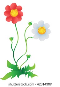 Cosmos flower