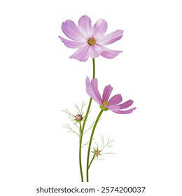 Cosmos flower. Beautiful flowers on white background. Purple. White. Mexican aster. Blooming. Isolated. A set of beautiful wild flowers.
