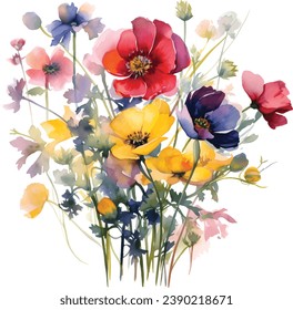 Cosmos flower bipinnatus Watercolor hand drawn painting illustration on white background.