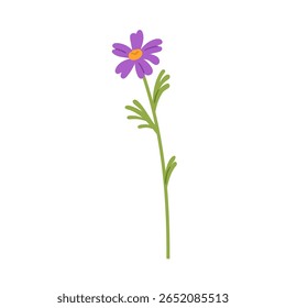 Flor de cosmos. Flores silvestres sutis, finas, caule, folhas. Planta floral delicada, flor de campo. Decoração da natureza de verão. Ilustração vetorial plana botânica isolada sobre fundo branco