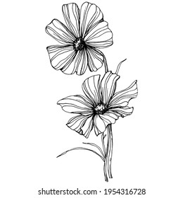 Cosmos flower by hand drawing. Cosmos floral logo or tattoo highly detailed in line art style. Black and white clip art isolated. Antique vintage engraving illustration for emblem. Herbal medicine.