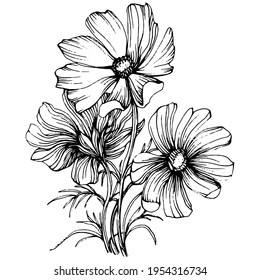 Cosmos Flower By Hand Drawing Cosmos Stock Vector (Royalty Free ...