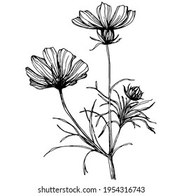 Cosmos flower by hand drawing. Cosmos floral logo or tattoo highly detailed in line art style. Black and white clip art isolated. Antique vintage engraving illustration for emblem. Herbal medicine.