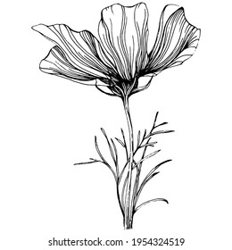 Cosmos flower by hand drawing. Cosmos floral logo or tattoo highly detailed in line art style. Black and white clip art isolated. Antique vintage engraving illustration for emblem. Herbal medicine.