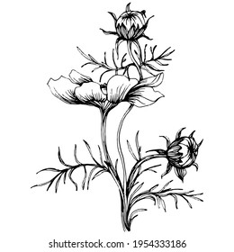Cosmos flower by hand drawing. Cosmos floral logo or tattoo highly detailed in line art style. Black and white clip art isolated. Antique vintage engraving illustration for emblem. Herbal medicine.